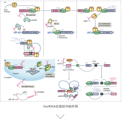 lncRNAs的基因调控及其生物学功能-9.png