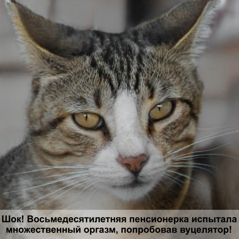 гипоаллергенные коты без шерсти