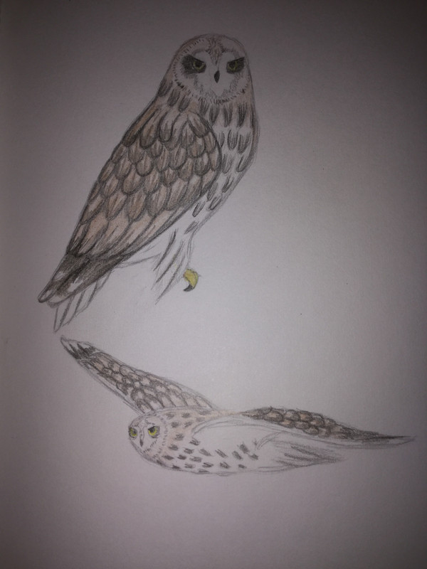 owl pic (celtic heroes)