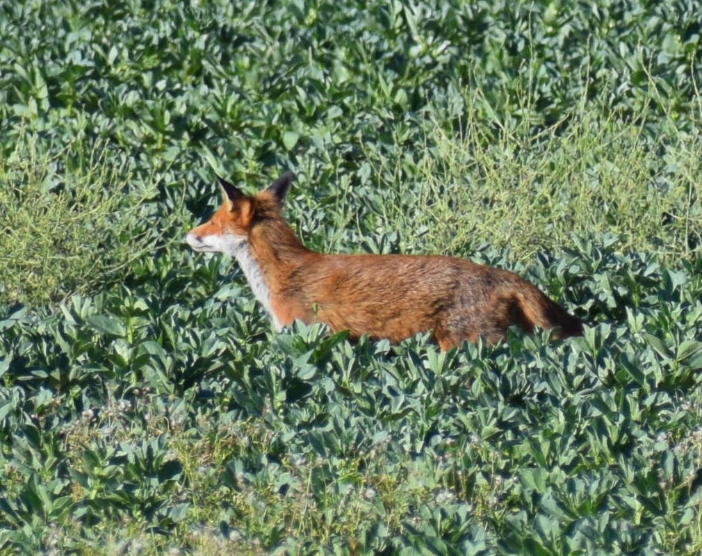 DSC_0547