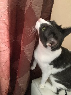 0015-E50-F-81-CD-4-E30-915-F-90-A39-AC8-