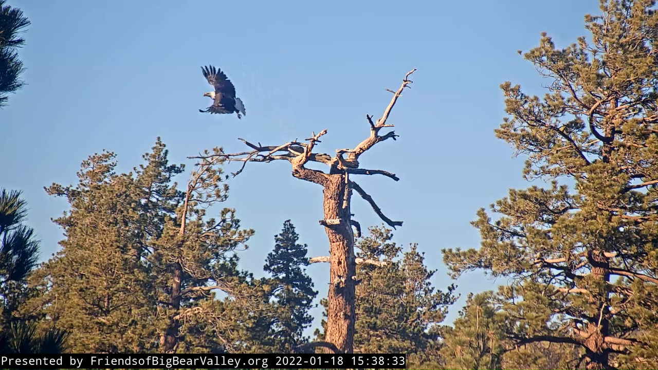 Big Bear Bald Eagle Wide View Cam 4-12-30 screenshot (3)