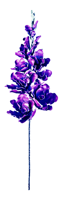 PeacockDreams_MM_Element (32)