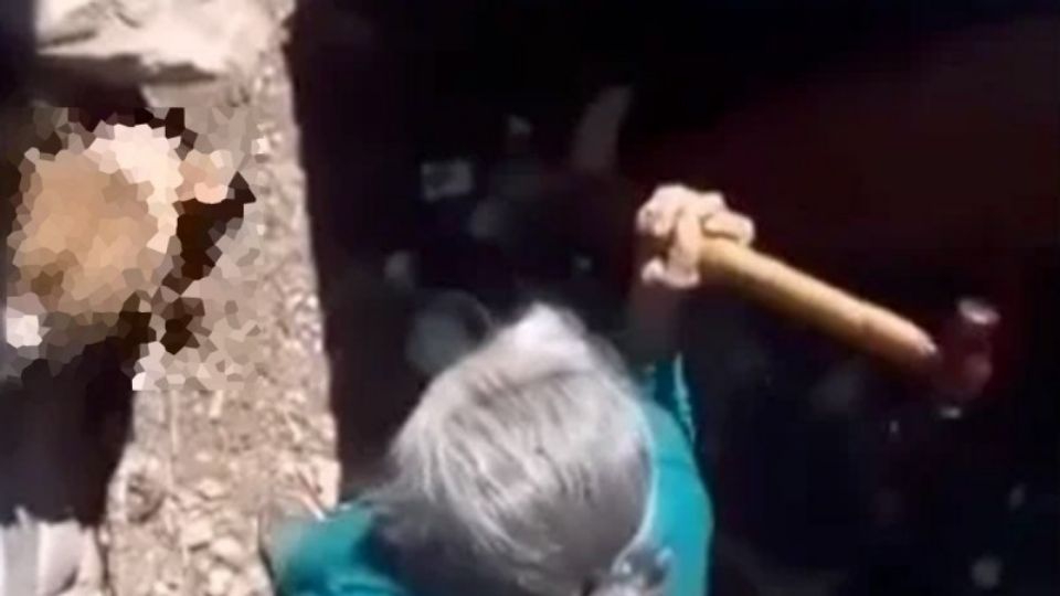 FUERTE VIDEO: Denuncian a una 'abuelita' por matar a su perro con ayuda de un martillo