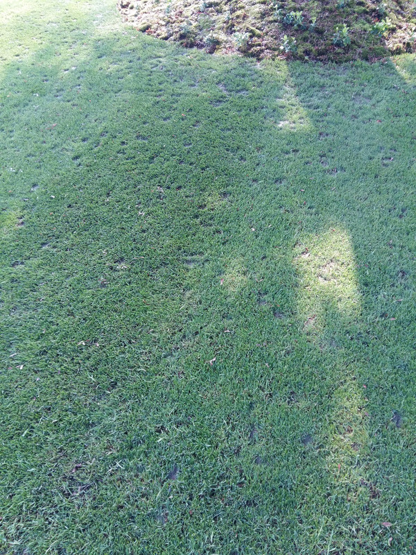Why is my grass disappearing? Lawn Care Forum