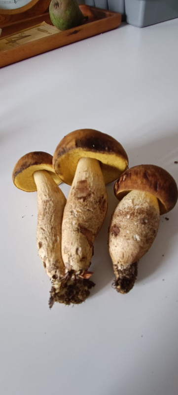 WhatsApp Image 2023-08-06 at 16.43.54 (3)