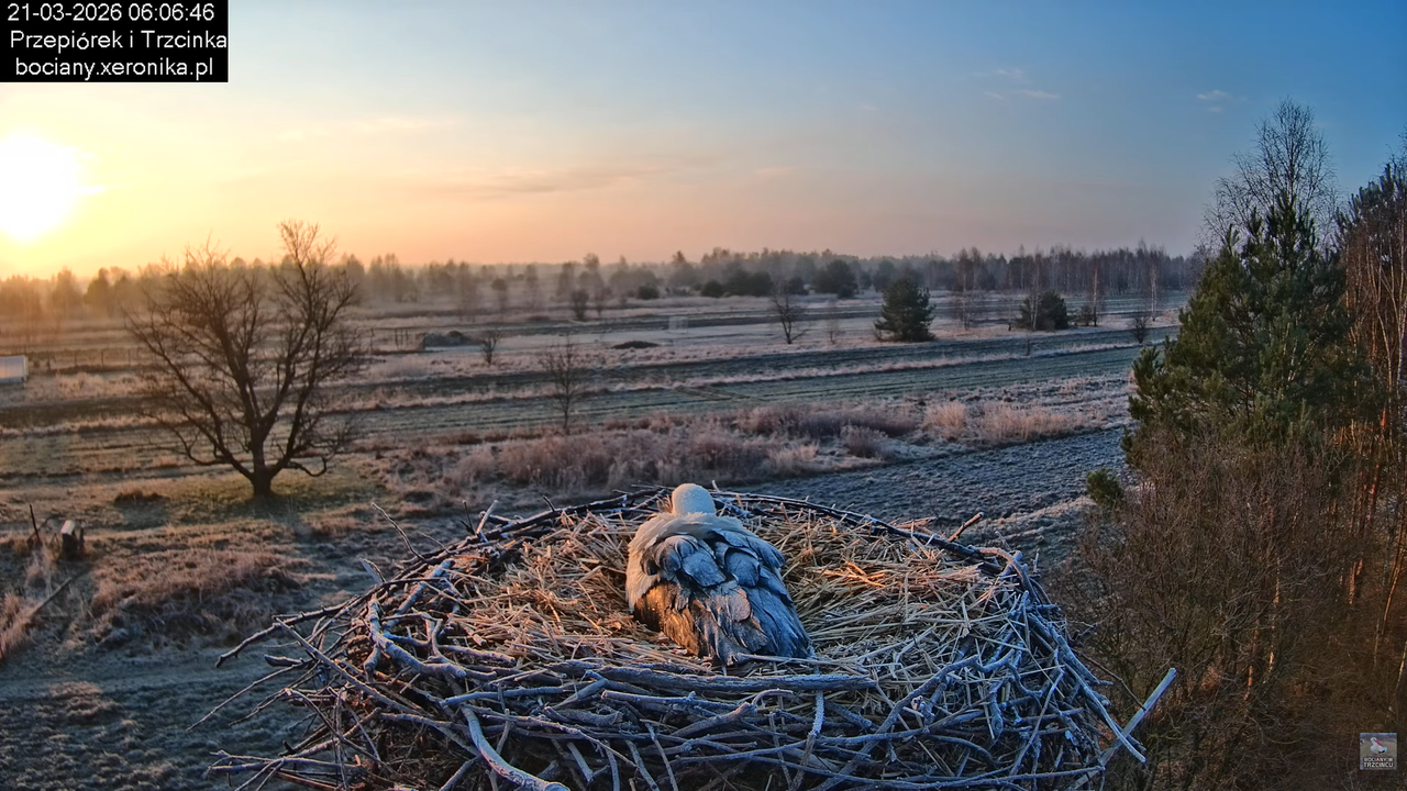 21032026bociany 2