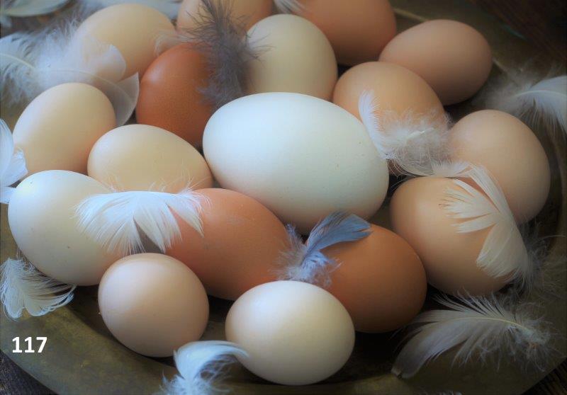 117 Rosemary Wallsworth chicken, goose and duck eggs IMG_2559_2