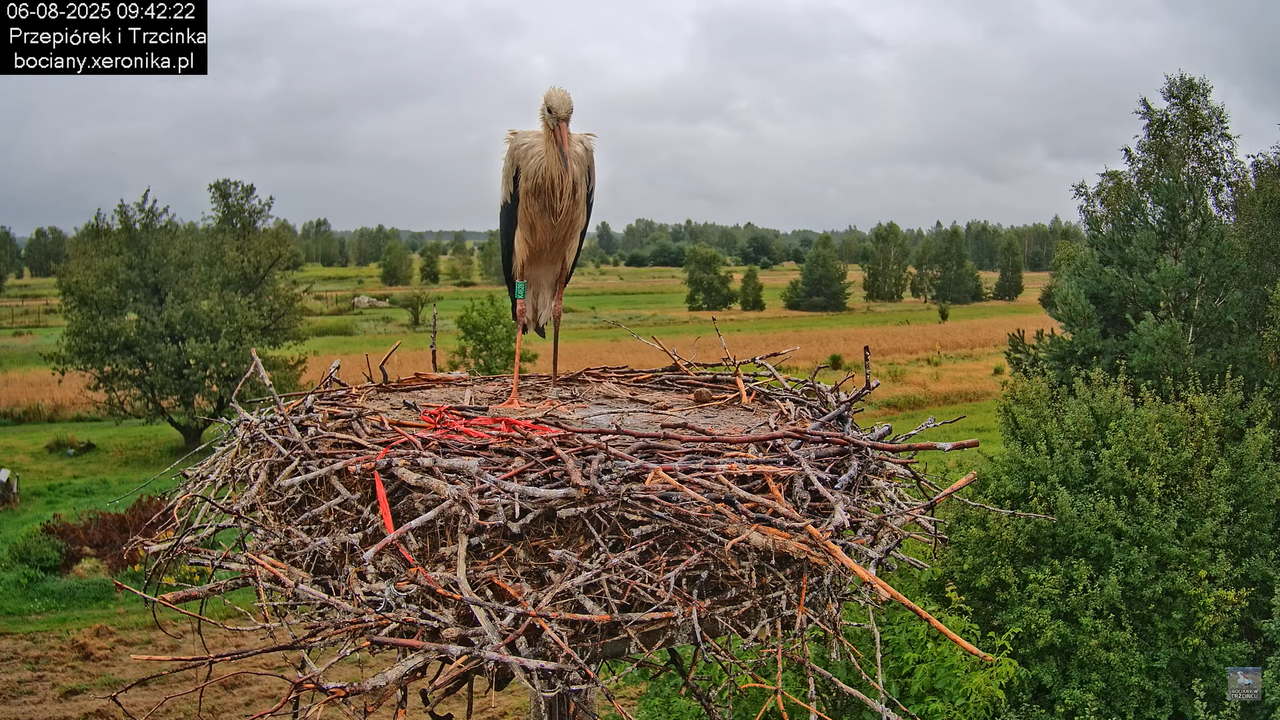 06082025bociany8