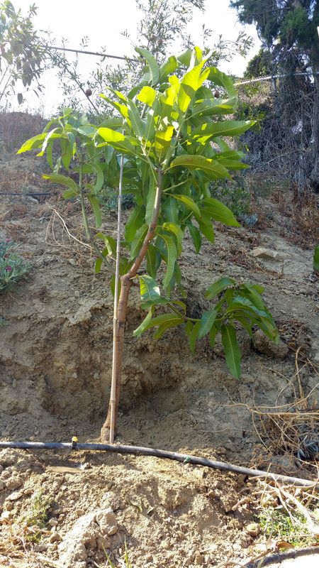 Mango (Coconut Cream)