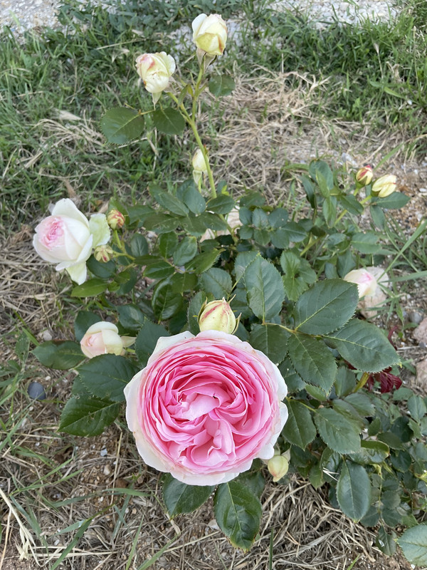 DA79478E-418F-4975-81E7-0436ED83475F