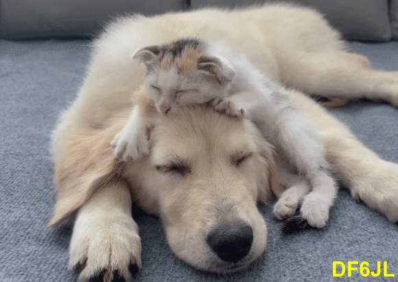 Golden-Retriever-Katze-03a