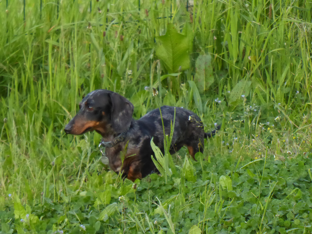 [Image: P1040961-REBUS.jpg]