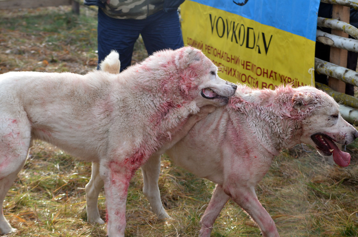 Самурыч-Уран (11)