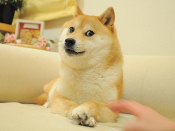 Original-Doge-meme.jpg