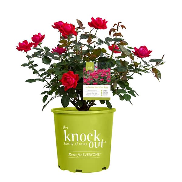 Spruce Up Your Garden: Up to 35% Off Select Live Goods & Irrigation Spruce Up Your Garden: Up to 35% Off Select Live Goods & Irrigation