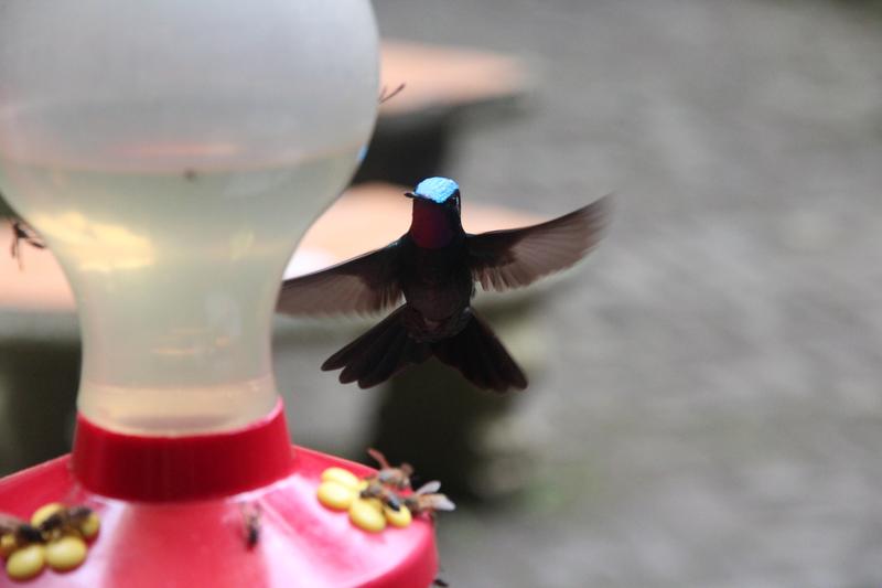 DE TORTUGAS Y PEREZOSOS. COSTA RICA 2019 - Blogs de Costa Rica - DIA 11: TIROLINAS EN MONTEVERDE Y TOUR NOCTURNO POR LA SELVA (28)
