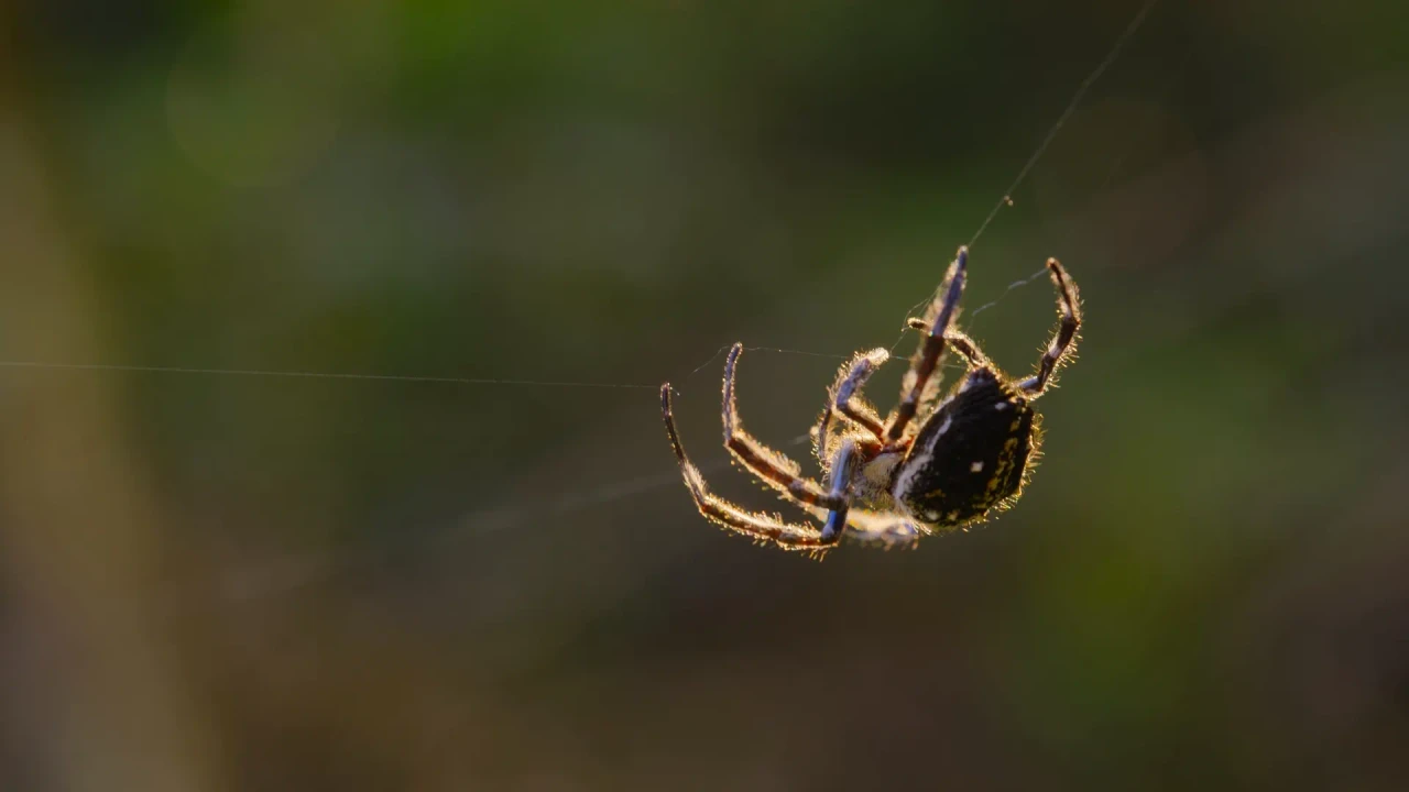 África El hogar de la vida salvaje 2026 HD 1080p Latino Castellano 3