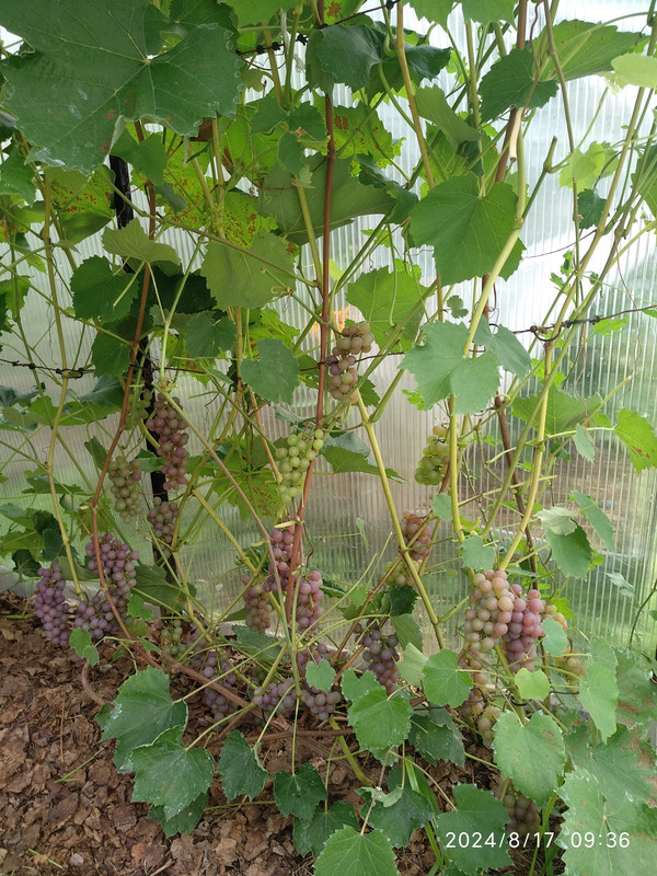 Сомерсет С._20240817_093655