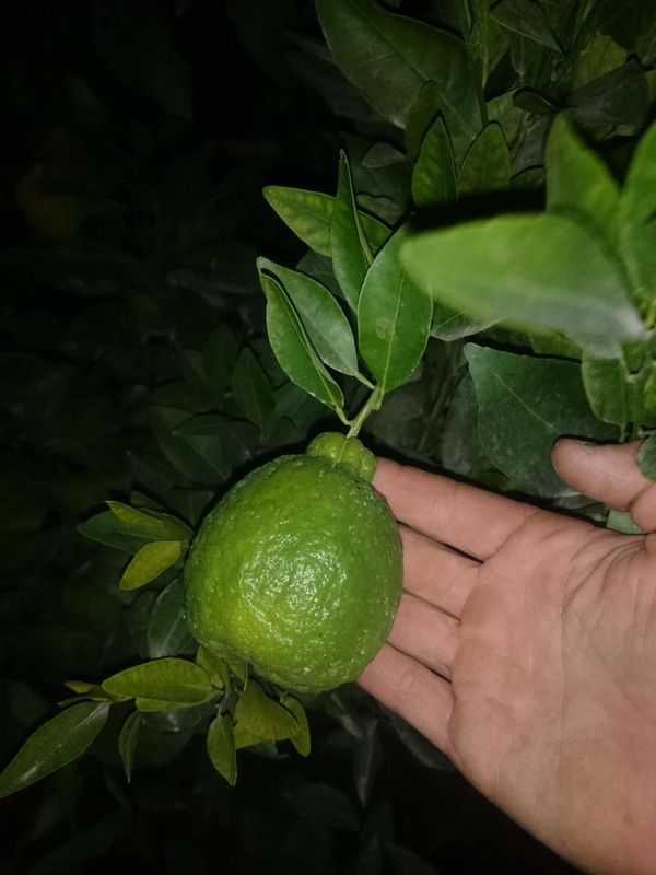 IMG_20160725_213229_0