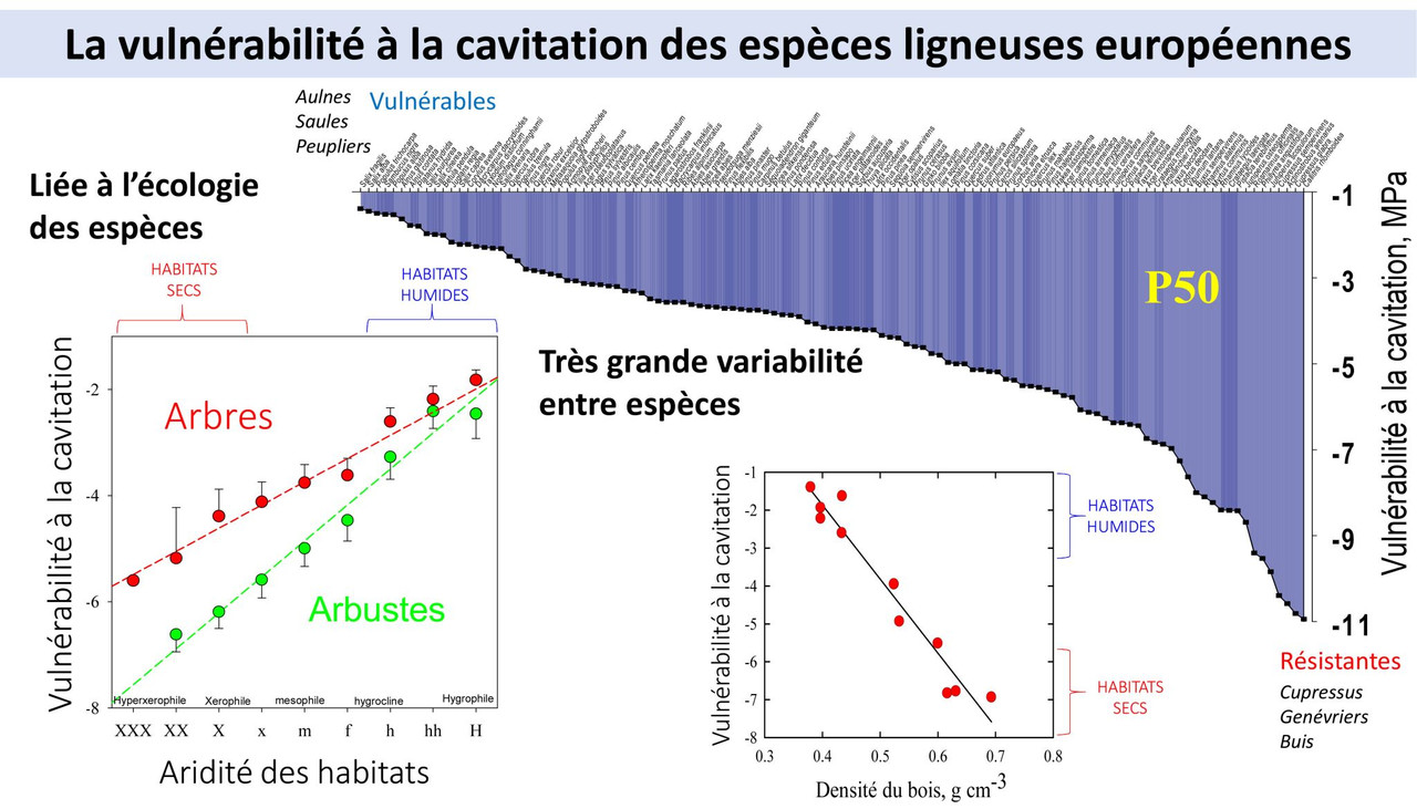 Resistance cavitation especes