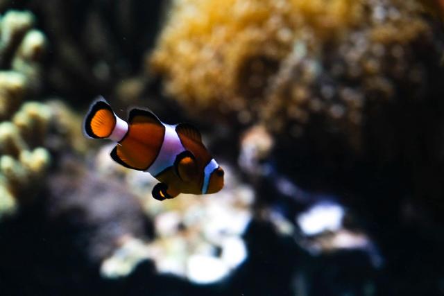 VALENCIA en un fin de semana - Blogs of Spain - Sábado 30/12: Llegada a Valencia y visita al Oceanogràfic (9)