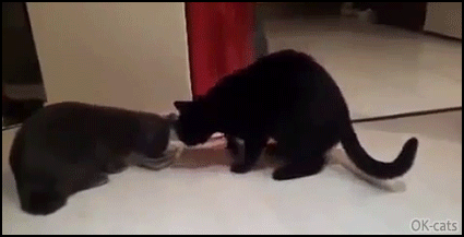 Funny-Cat-GIF-Two-hungry-black-cats-but-just-a-single-food-bowl-haha-epic-battle.gif