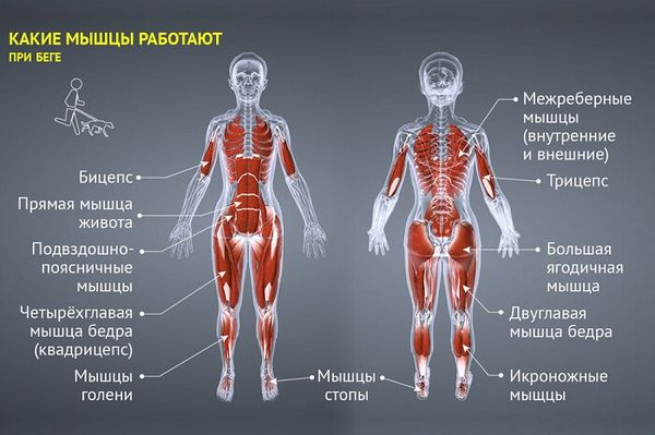 Влияние бега на здоровье Влияние бега на здоровье