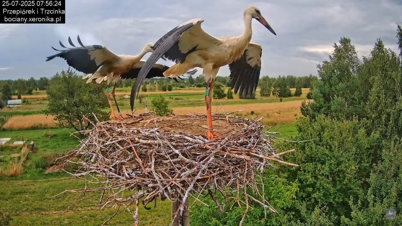 25072025bociany22
