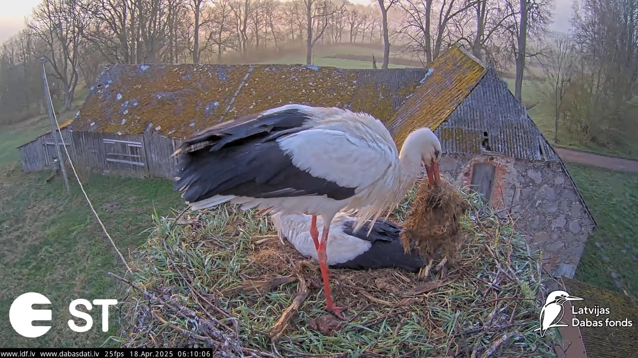 (20) Baltie stārķi (Ciconia ciconia) Tukuma novadā __ White storks in Tukums, Latvia - YouTube - 634