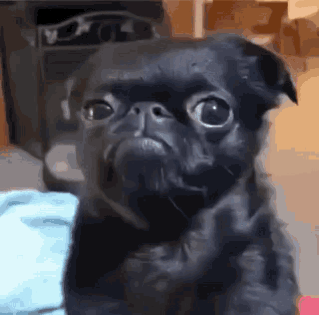 black-dog-funny.gif