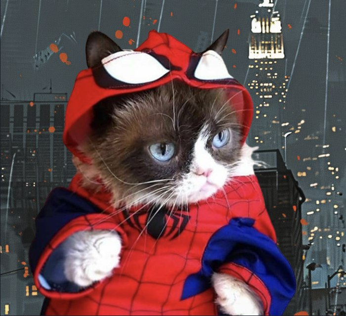 SpiderCat TON