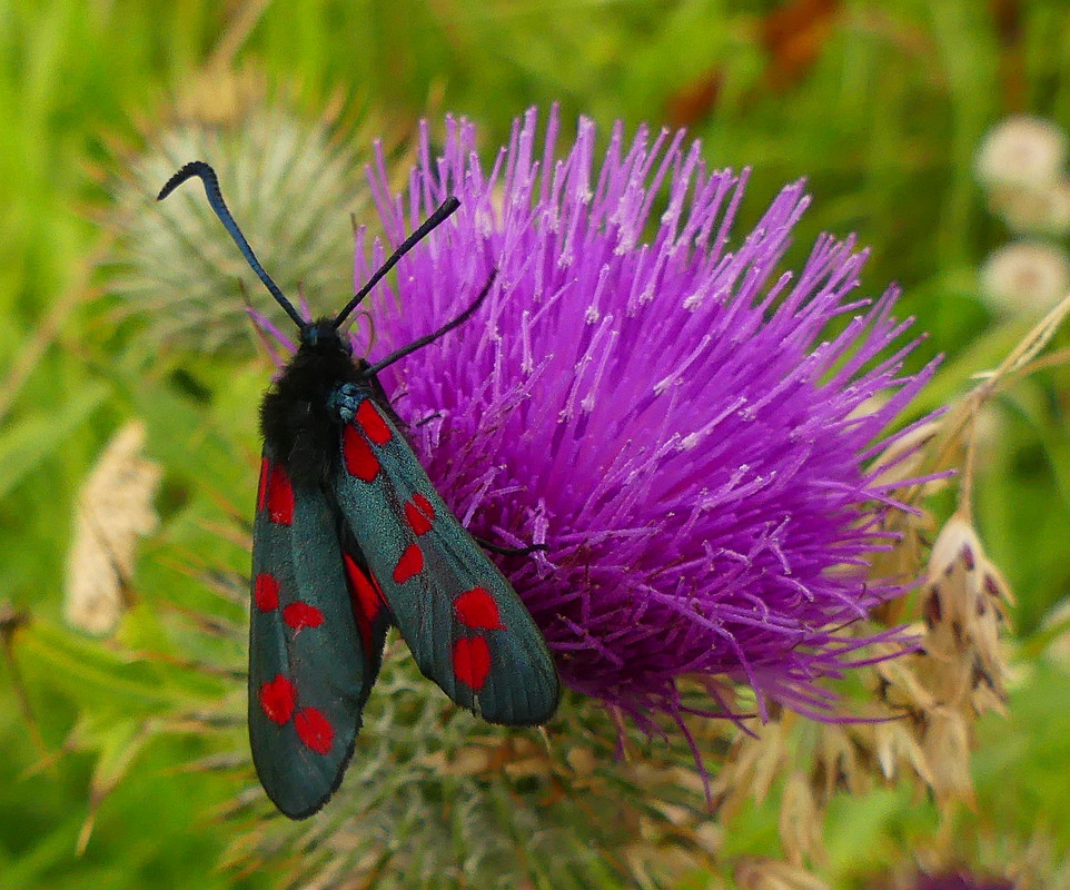 SIX SPOT BURNET MOTH 9 160724