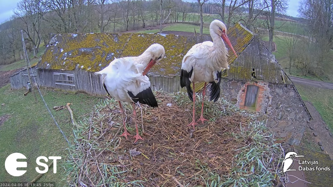 Baltie stārķi (Ciconia ciconia) Tukuma novadā - LDF tiešraide __ White storks in Tukums, Latvia 13-2