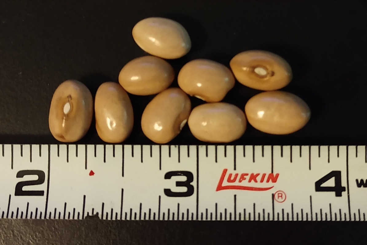 R34 Oaxacan Cream IMG_20200714_104421121~2