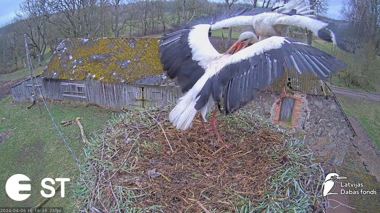 Baltie stārķi (Ciconia ciconia) Tukuma novadā - LDF tiešraide __ White storks in Tukums, Latvia 13-2