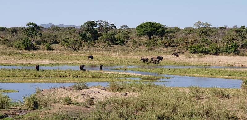 DÍA 9:  KRUGER (Berg-en-Dal – Lower Sabie) - Sudáfrica y Seychelles 2018 -  Una Honeymoon llena de vida (13)