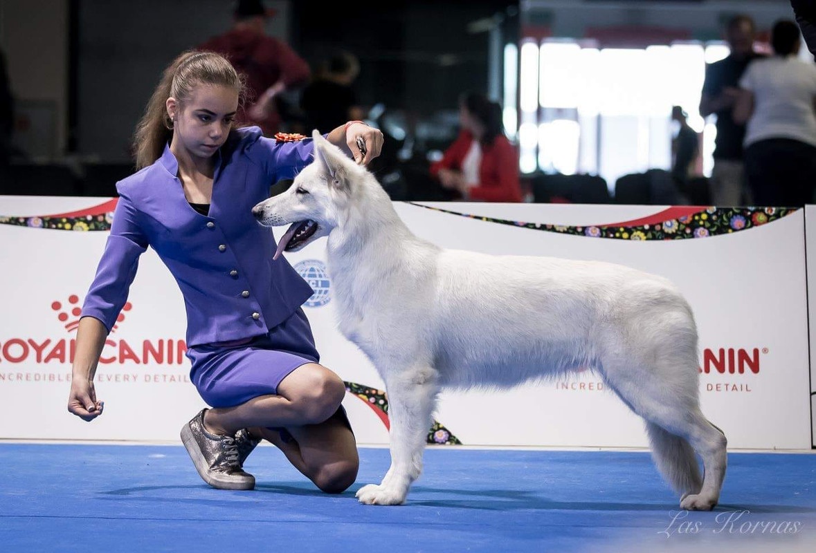 45490505_2076153719361993_6897013265948213248_o