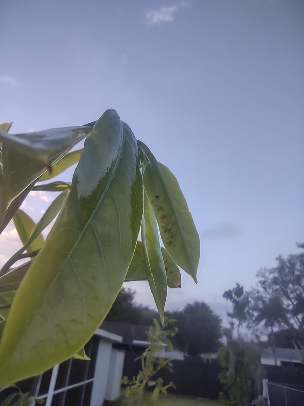 muricata-aphid3