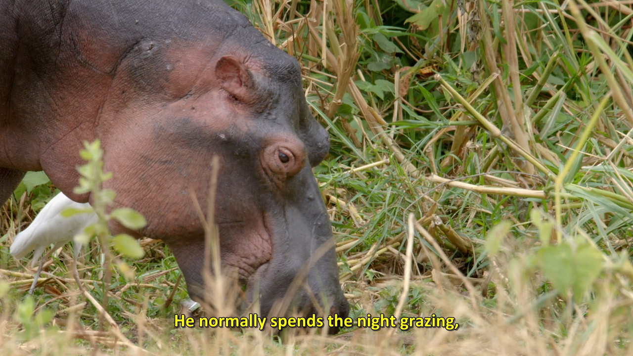 Africa's Hidden Wonders  S01E01 Disney  1080p WEB DDP x264-NM21vi.mkv_snapshot_32.04.000