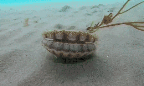 Scallop Animation Scallop Swimming Gif
