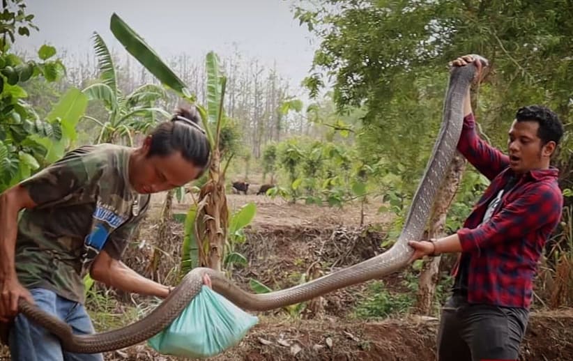 Panji Petualang ketika menagkap ular.