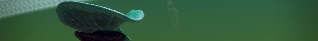 thread-4.jpg