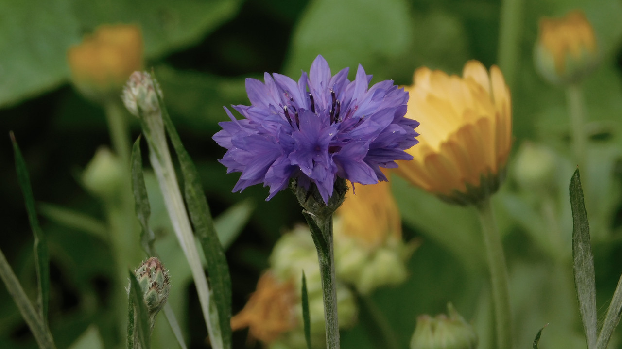 Дачное июль кудряшка , маус-машина и природа 029