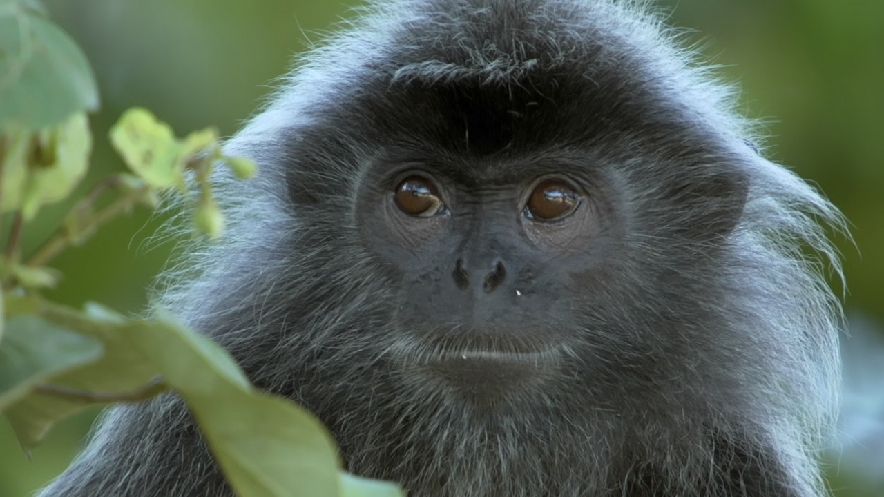 Monkey Planet (2014) - S01E01 - Meet the Family (1080p BluRay x2