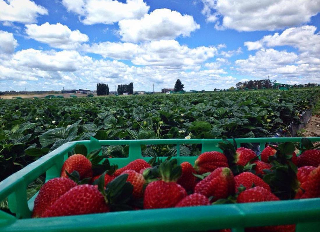 buah strawberi di ladang