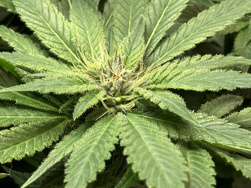 eIMG_1667 (Junio 4  2023)