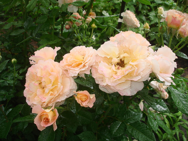 DSC01278