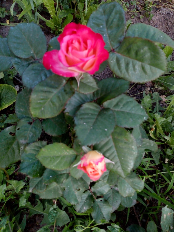 IMG_20190529_194024803