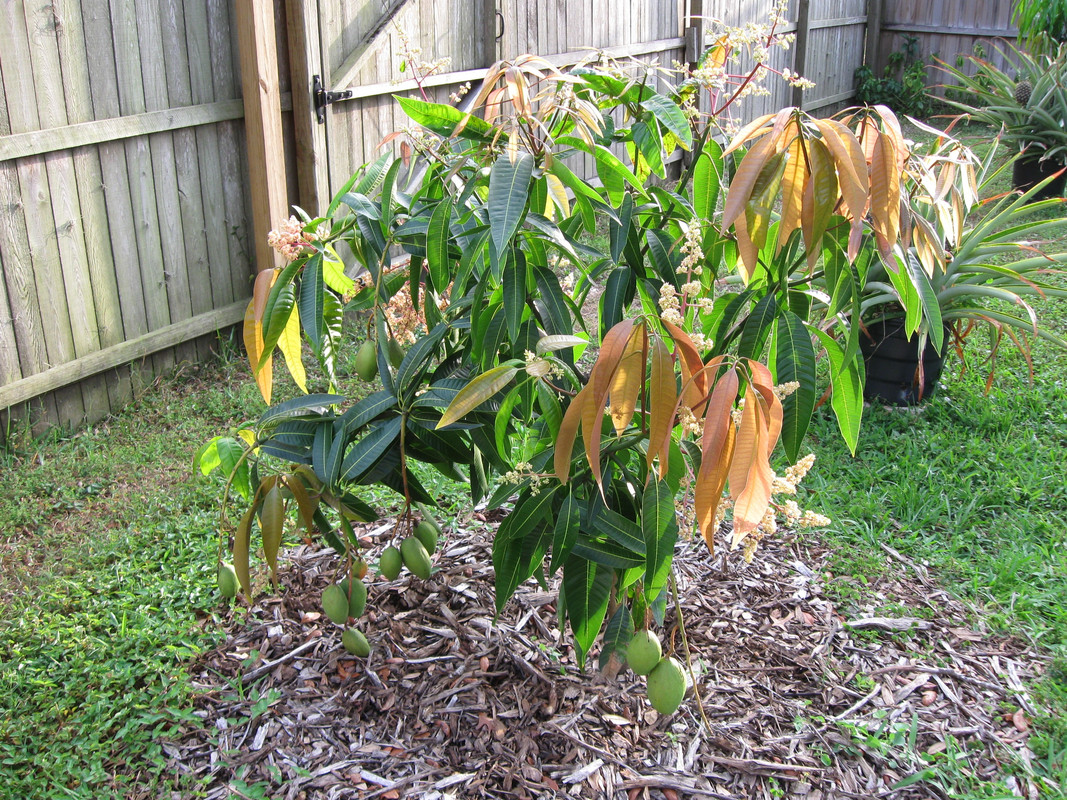 Pickering Mangos 4-28